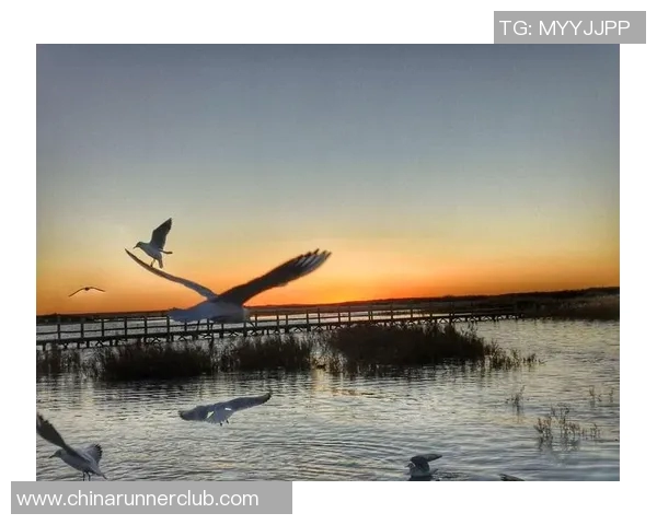 足球小将若林的成长之路与梦想追逐的热血青春故事